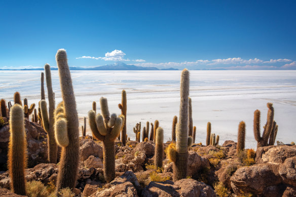Cacti in Incahuasi island, Salar de Uyuni  salt flat, Potosi, Bolivia.