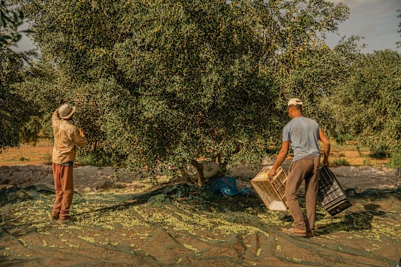 Guests can stroll through the groves at Domaine Villa Maroc, a working olive farm.


