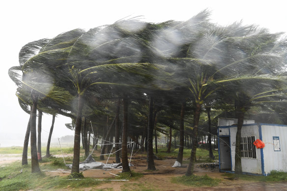 Coconut trees hit by typhoon Yagi along a road in China’s Hainan province.