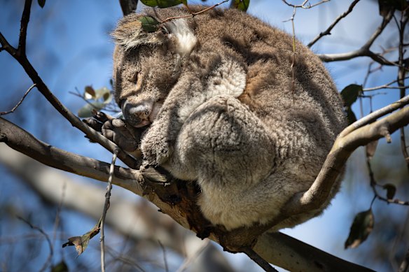 A koala photographed last month on French Island, in an almost-denuded tree.