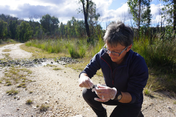Armed with gloves and paper bags, Senior Threatened Species Officer Joss Bentley collect scat samples from the South East Forest National Park in southern NSW.
