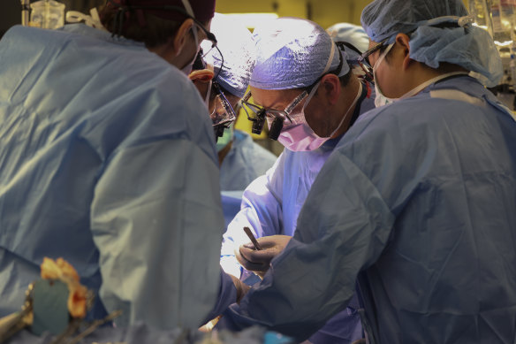Surgeons perform the world’s first genetically modified pig kidney transplant into a living human at Massachusetts General Hospital.