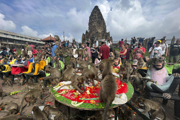 Monkeys eat fruit during monkey feast festival in Lopburi province, Thailand in late 2022. 