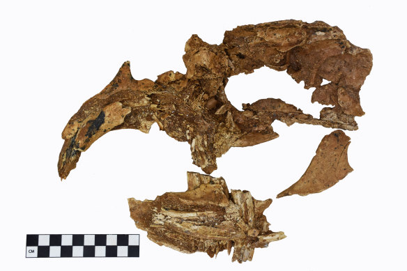 The skull was painstakingly pieced back together by palaeontologists