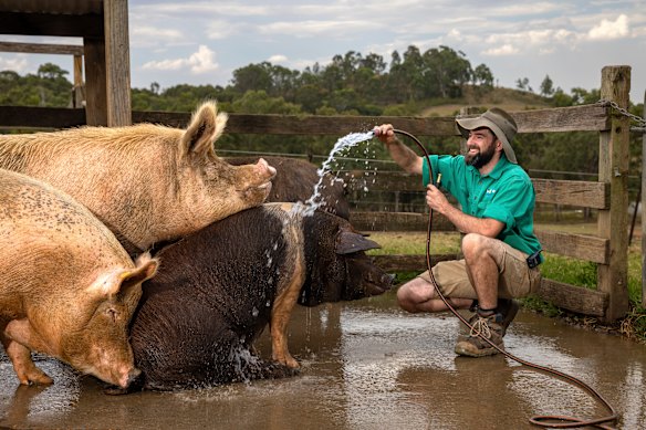 Pigs welcome a hose down from Calmsley Hill City Farm operations manager Ryan Pockran in Abbotsbury, near Fairfield, on Saturday.