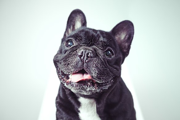 French bulldogs can be sold for between $3000 and $8000.