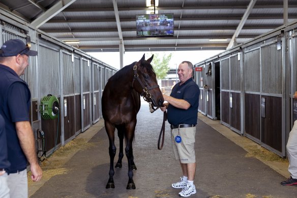 Winx’s filly is led by Paddy Sheehan.