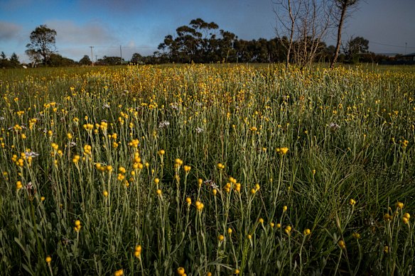The common wooorndoo in full flower. 