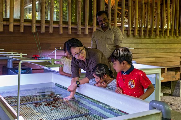 The coral nursery at the Datai.