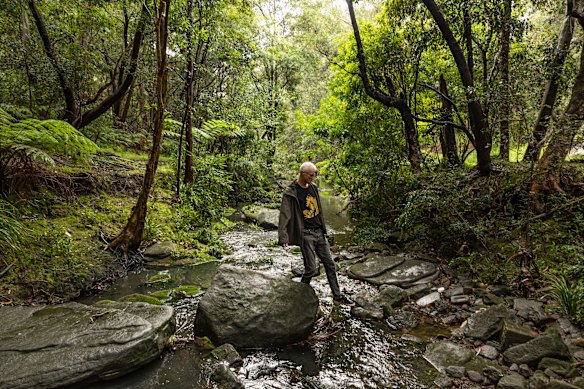 Stephen Hutchinson regularly walks his dogs along Bardwell City Parklands and sees brush turkeys roosting in trees or gathering in groups on the path. Not this day, though, when they were sighted but declined to be in a close-up. 
