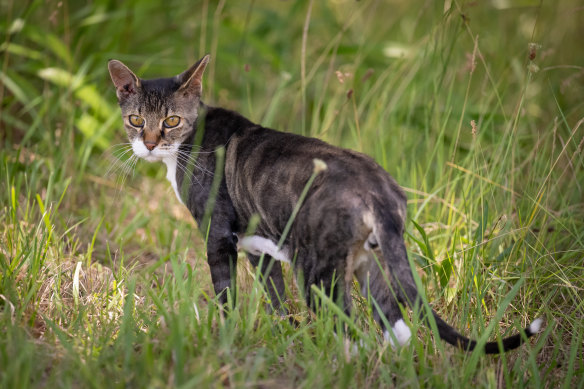 Steve Andrews’ 15-year-old cat Winston nearly died after being bitten by a paralysis tick.