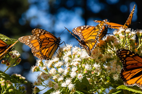 During winter millions of butterflies unite in a small Mexican forest. 