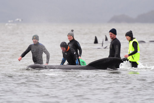 Members of a rescue crew help a stranded whale on a sand bar in Tasmania.