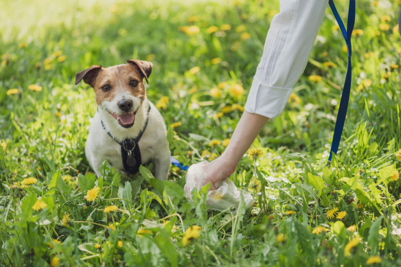 Dog poo is packed with harmful bacteria and nutrients that inhibit plant growth, pollute waterways and cause diseases in humans.