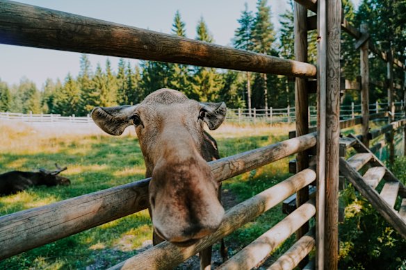 Meet Jyväskylä’s antler-clad residents … Moose Manor.