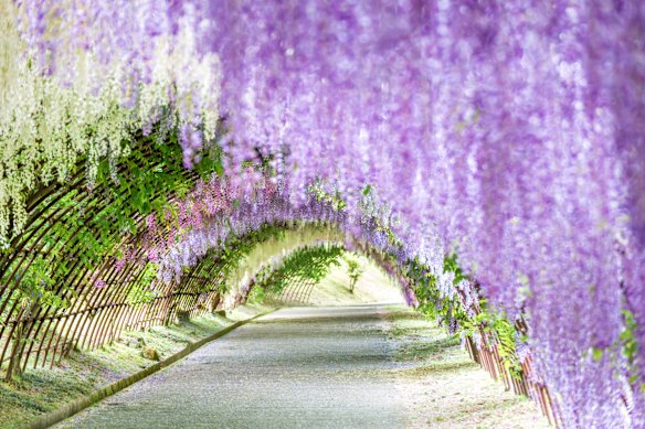 Wisteria tunnel at Kawachi Wisteria Garden on the island of Kyushu.