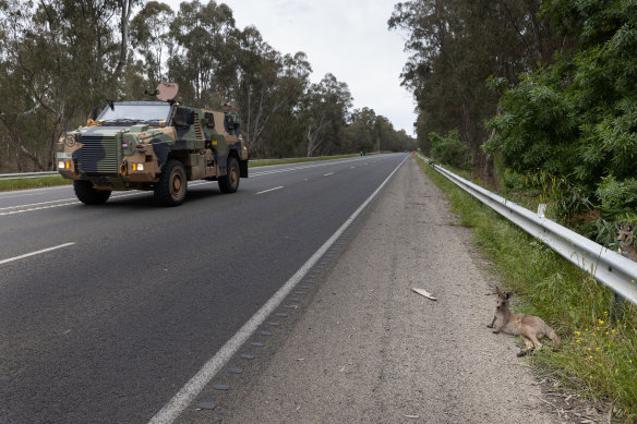 A lone kangaroo on the side of the road near Mooroopna as an ADF vehicle drives past.
