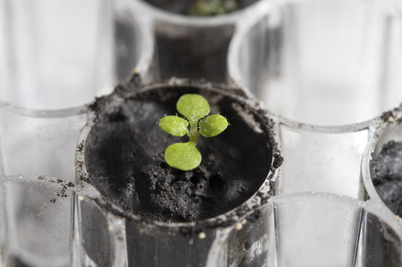 An arabidopsis plant was grown in lunar soil gathered when American astronauts landed on the moon. 