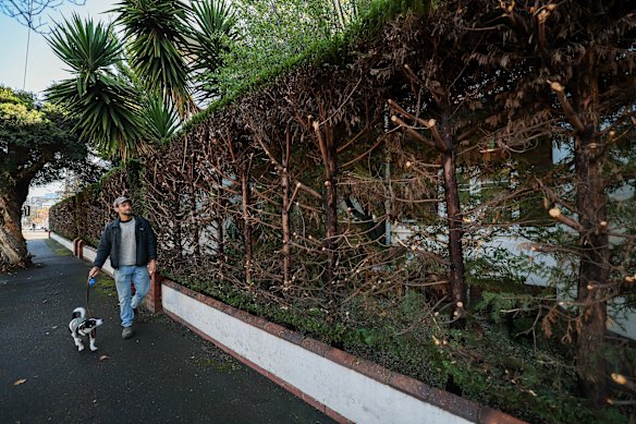 Prahran resident Phil Portellos and his dog Bandito in front of a decades-old hedge Stonnington Council ordered to be cut back over concerns it was encroaching on the footpath.