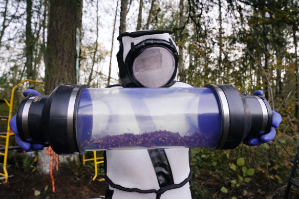 Sven Spichiger, Washington State Department of Agriculture managing entomologist, displays a canister of Asian giant hornets vacuumed from a nest in a tree, in Blaine, Washington. 