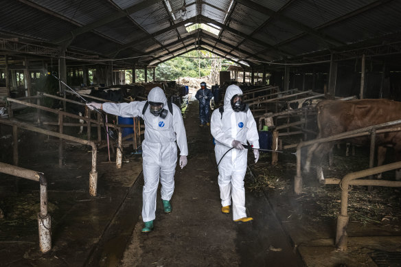 Officers spray disinfectant in a shed at a Yogyakarta cattle farm where foot and mouth has previously been detected.