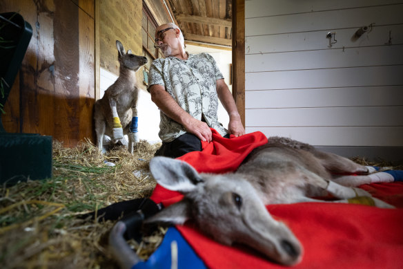 Alfred the roo checking on Manfred Zabinskas OAM as he cares for an older roo. 