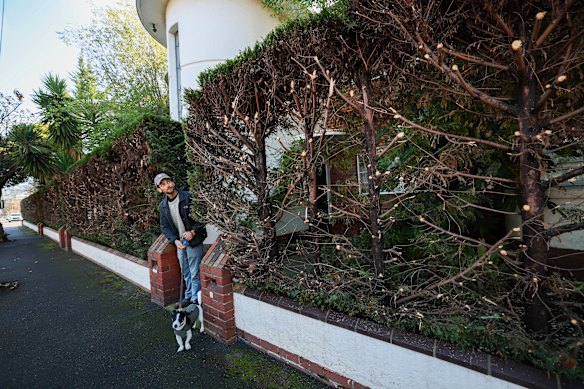 Phil Portellos with dog Bandito inspect a decades-old hedge that Stonnington Council ordered be cut back in Prahran.