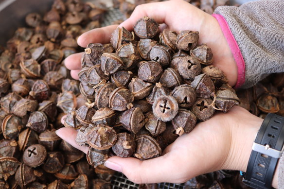 Seeds from endangered Tasmanian blue gum.
