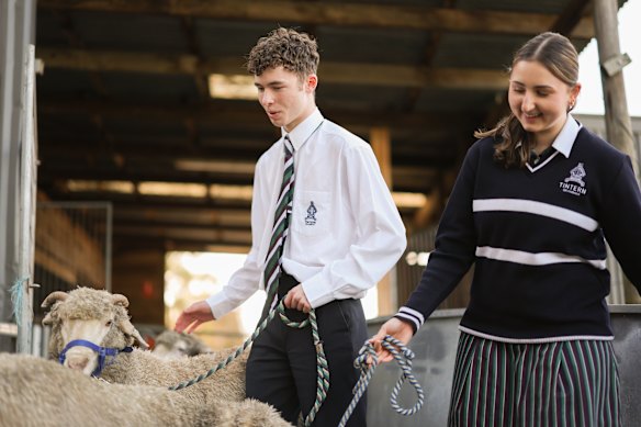 Students Sebastian Humphrys and Olivia Cardamone with some of the school’s merino sheep.