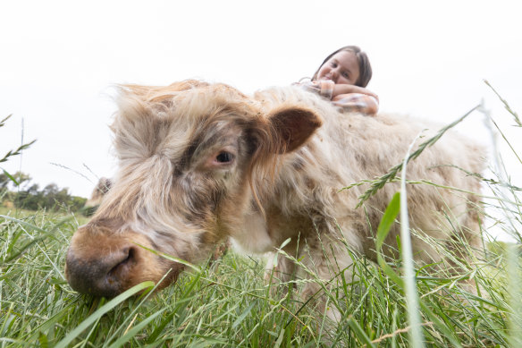 Charlotte Stone, 11, at her family’s Whittlesea property with one of her favourite pet cattle, Toro, the miniature Scottish Highland-Galloway cross. 