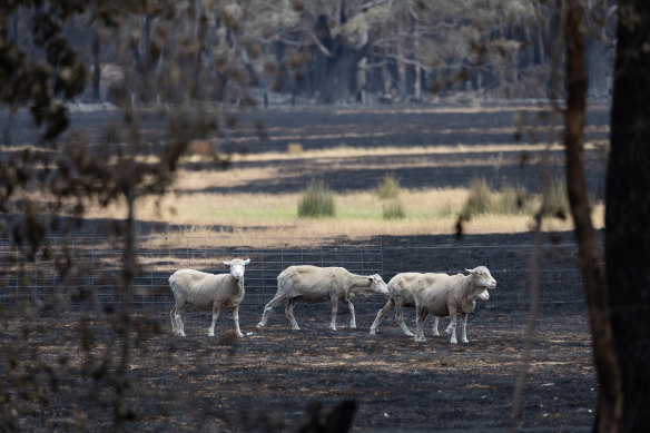 Sheep look for feed near Raglan in Victoria’s west today after fires tore through last week.