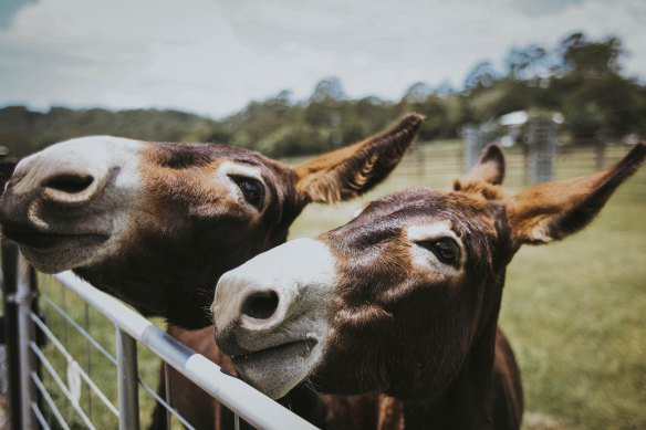 The resident donkeys.
