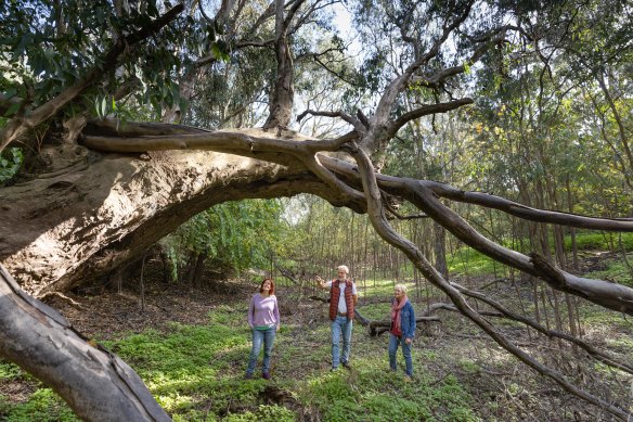 Yarra Riverkeeper Association’s Charlotte Sterrett (left) stands in the dried-up Banksia billabong with Friends of Yarra Park’s Andrew and Suzanne Lees.