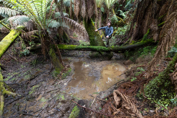 Scientist Alex Maisey observes the damage deer have done in Sherbrooke Forest, in the Dandenongs, east of Melbourne.