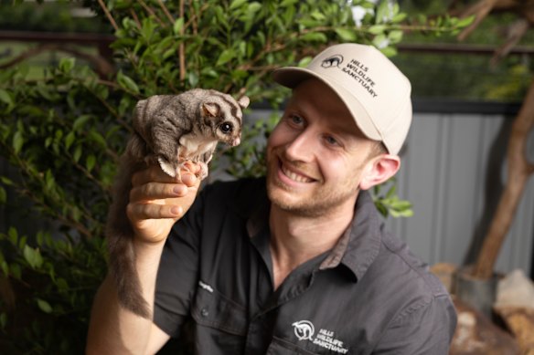 Ben Dessen, do Hills Wildlife Sanctuary, com um planador esquilo. Dessen diz que é necessário um acordo de financiamento mais consistente para o resgate da vida selvagem.