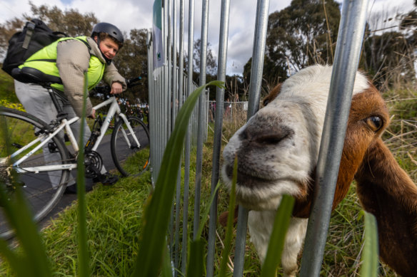 A tribe of goats has landed at Melbourne’s Royal Park. 