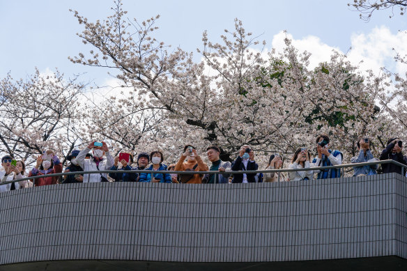 The flowering of cherry blossoms – known as “hanami” in Japanese – is a symbol of spring and one of the country’s most magnificent sights.