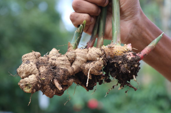 Ginger and turmeric are relatively easy to grow.