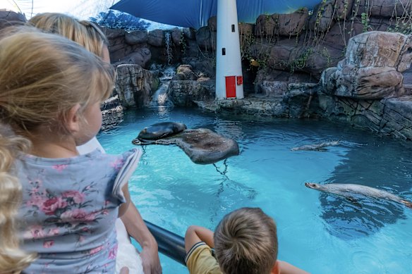 The sea lion show.