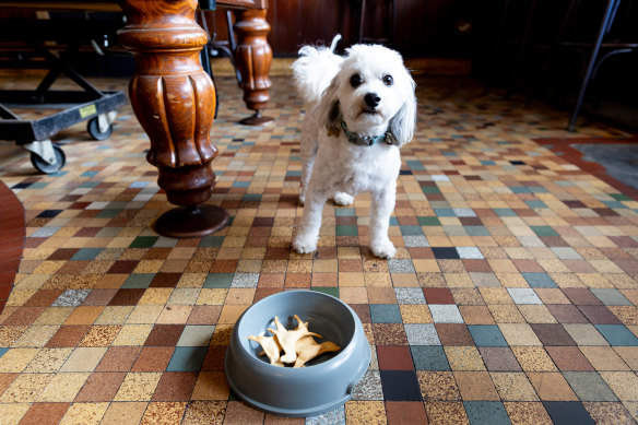 Nut bone biscuits from the dog menu.