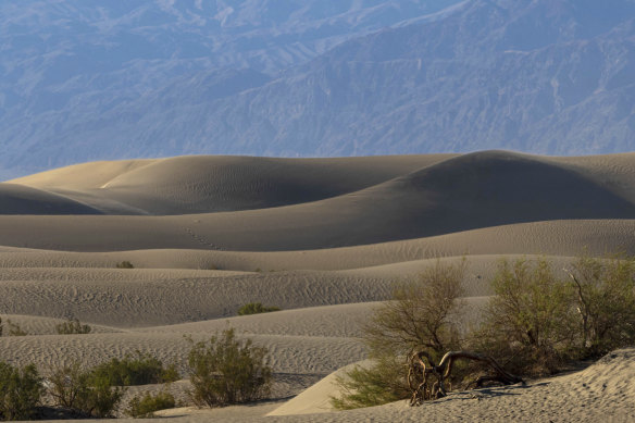 Desert brush grows on the Mesquite Flat Sand Dunes in Death Valley.