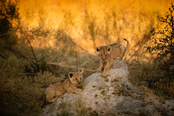 But trip the highlight? A lioness, saintly in her patience, as her three cubs pounced on her.