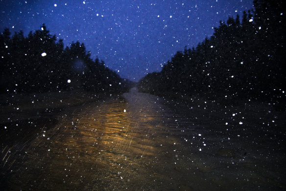 Snow begins to fall in the pine plantations at Shooters Hill near Oberon.