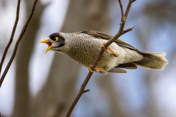 Battle of the bird bully: The native noisy miner bird is a menace in urban environments.