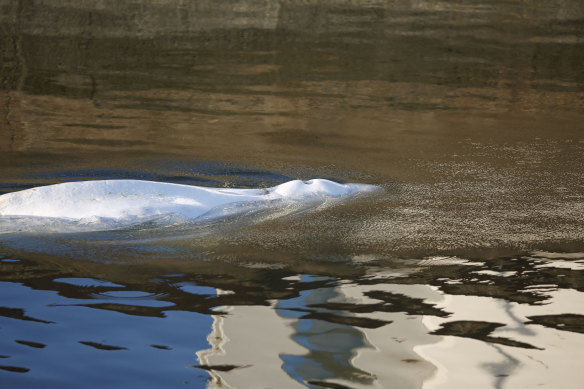 The Beluga whale swims near the Notre-Dame-de-la-Garenne lock in Saint-Pierre-la-Garenne, west of Paris on Tuesday.