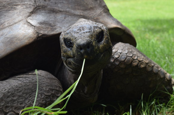 Jonathan the 191-year-old tortoise whose fame is outshone by that of his island companion.