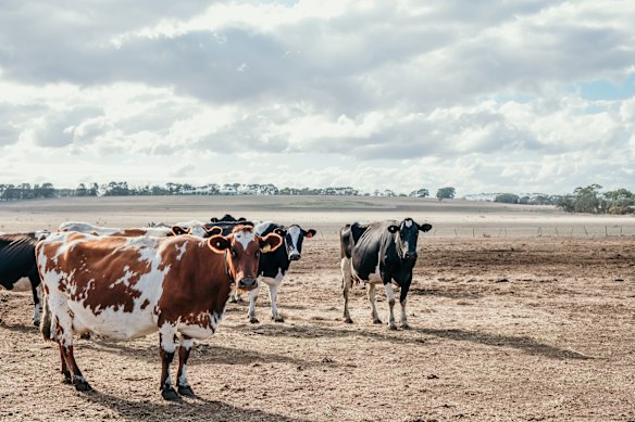 La quantità di carne bovina australiana che può entrare nei mercati europei è stata un punto critico nei negoziati commerciali.