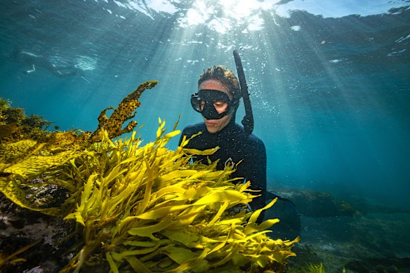 Operation Crayweed project co-ordinator Dr Claudia Santori inspects crayweed planted at South Coogee, growing alongside golden kelp (at left).