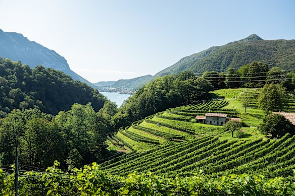 Lakes and vineyards stud the Swiss canton of Ticino.