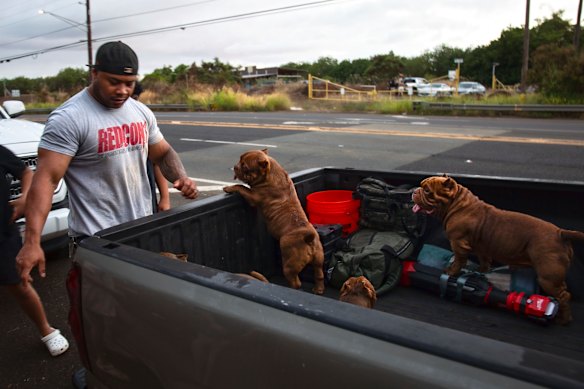 An evacuee with his dogs at Oahu, Hawaii. 